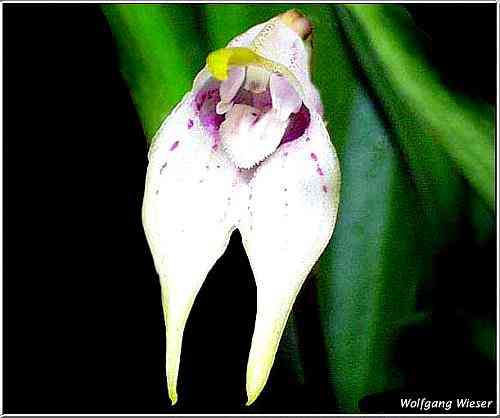 Masdevallia coriacea  